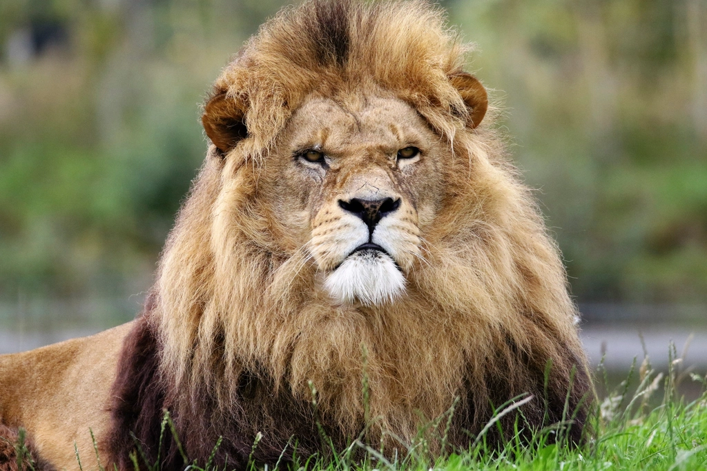 La unidad de sentido de “león” preexiste al output en el Dominio Humano